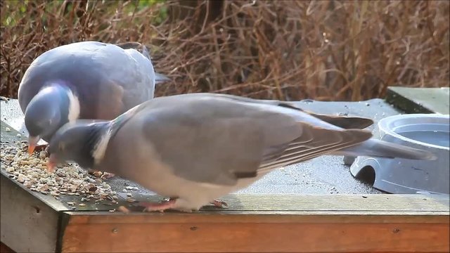 pigeon eating bird seed
