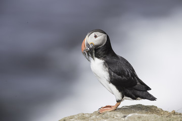 Atlantic Puffin on Grimsey Island in Iceland