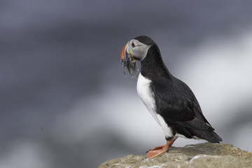 Atlantic Puffin on Grimsey Island in Iceland
