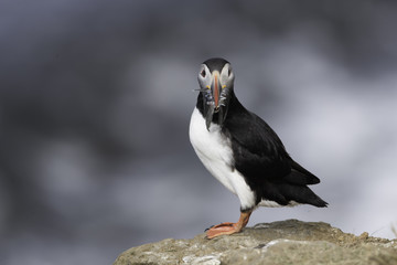 Atlantic Puffin on Grimsey Island in Iceland