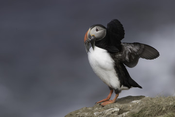 Atlantic Puffin on Grimsey Island in Iceland