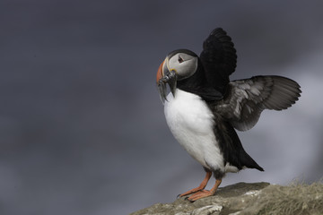 Atlantic Puffin on Grimsey Island in Iceland