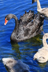 Swans birds white and black in the water swim