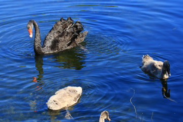 Swans birds white and black in the water swim