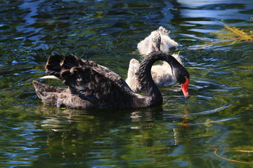 Swans birds white and black in the water swim
