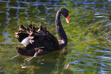 Swans birds white and black in the water swim