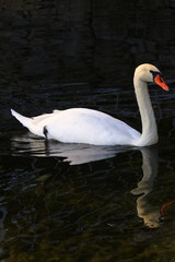 Swans birds white and black in the water swim