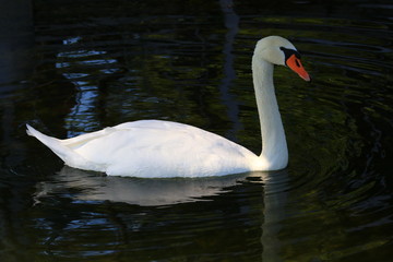 Swans birds white and black in the water swim