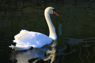Swans birds white and black in the water swim
