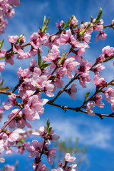Kirschblüten im Frühling
