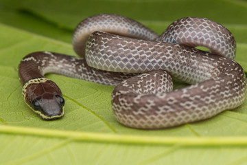 Close-up of Small snake on green leaf , Common Wolf Snake