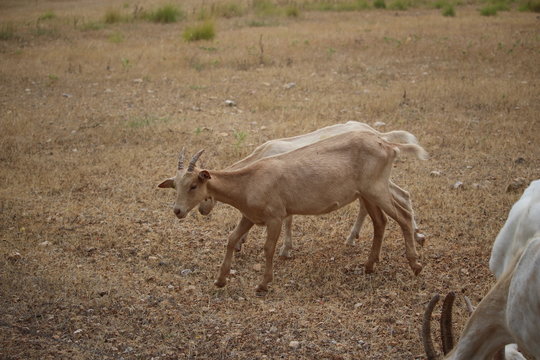 ch&egrave;vre marron dans un pr&eacute;