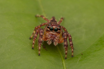 Jumping Spider of Borneo