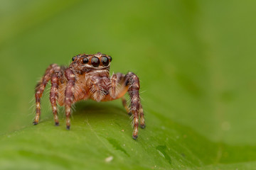 Jumping Spider of Borneo
