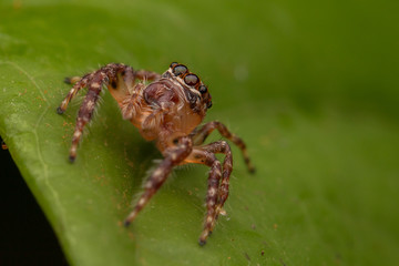 Jumping Spider of Borneo