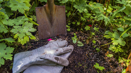 Gardening gloves and a space in the brown soil surrounded by green plants