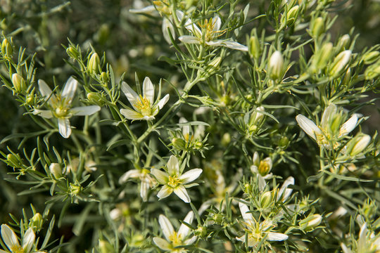 Peganum harmala, Khorasan Razavi, Iran
