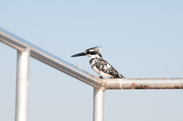 Pied kingfisher