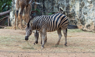 Fototapeta na wymiar zebra at the green park in open zoo of thailand