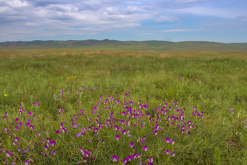 Obraz na płótnie Canvas Steppe and grassland in Kazakhstan. Beautiful spring landscape