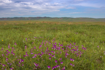 Steppe and grassland in Kazakhstan. Beautiful spring landscape