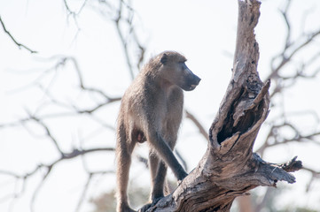 Baboons