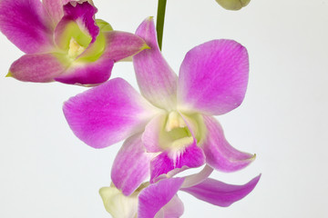 Colorful Orchid Flower