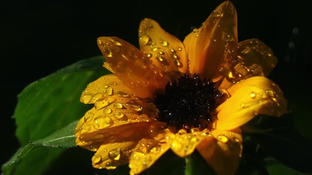 Drops of water falling on sunflower in slow motion. Macro shot of beautiful nature flower. Shooting with high-speed camera.
