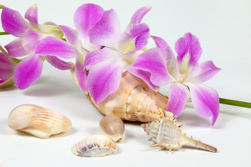 Colorful Orchid Flower Seashell