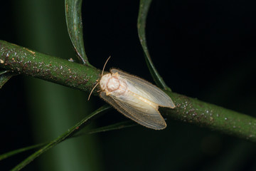 Lacewing Moth , Lacewing Moth of Borneo