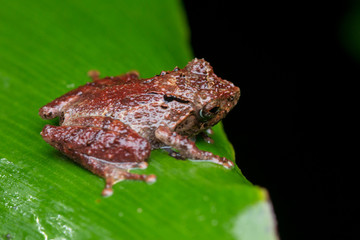 Beautiful Frog of Borneo