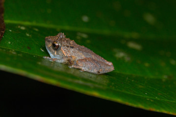 Beautiful Frog of Borneo