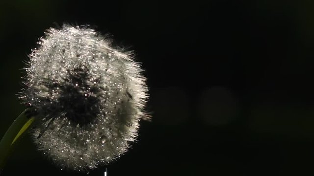 Sunlit dandelion with highlighted water drops blowing by the wind in slow motion against dark nature background. Fresh nature scene of beautiful wild. Shooting with high-speed camera.
