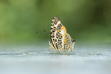Beautiful Butterfly of Borneo , Closeup butterfly on flower ground , Butterfly of Borneo