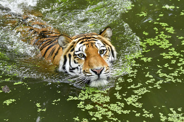 Fototapeta na wymiar Schwimmender Tiger