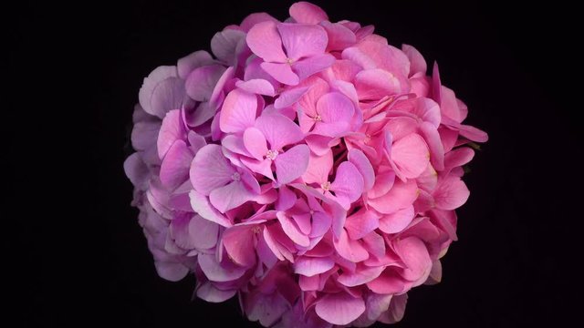 4K rotation of bright pink hydrangea against black background.  4K top view.
