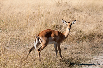 Impala