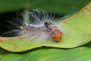 Beautiful Close-up Caterpillar on green leaves