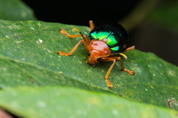 Close-up Of Metallic leaves beetle  