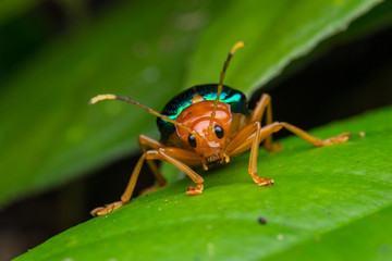 Close-up Of Metallic leaves beetle  