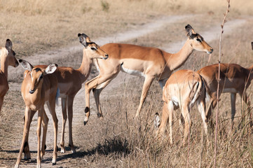 Impala