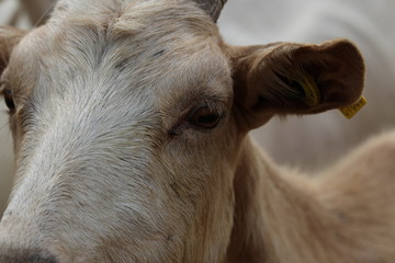 regard de biquette : chèvre