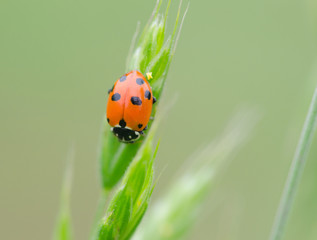 Ladybug on ear of cereal.