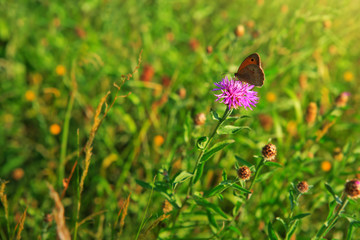 Macro shot on butterfly and cornflower.