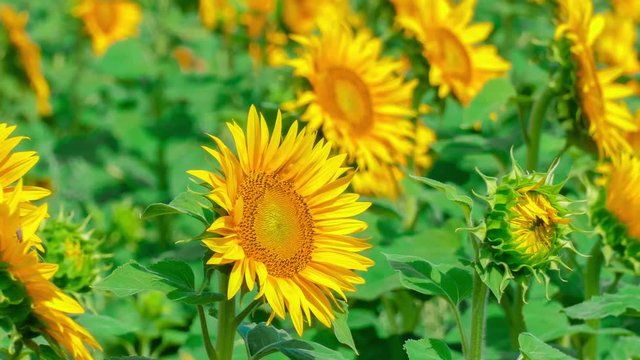 Sunflowers in field swaying from wind / Sunflowers in field swaying from wind in summer sunny day