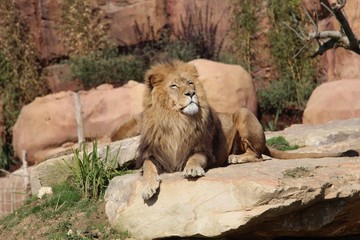 zoo de beauval