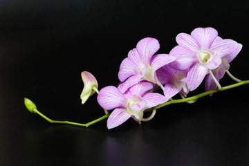 Colorful Orchid Flower