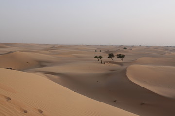 Fototapeta na wymiar Abu Dhabi desert