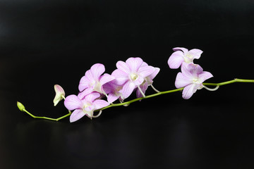 Naklejka na ściany i meble Colorful Orchid Flower