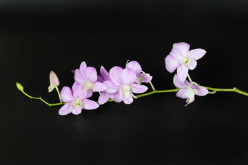 Fototapeta na wymiar Colorful Orchid Flower